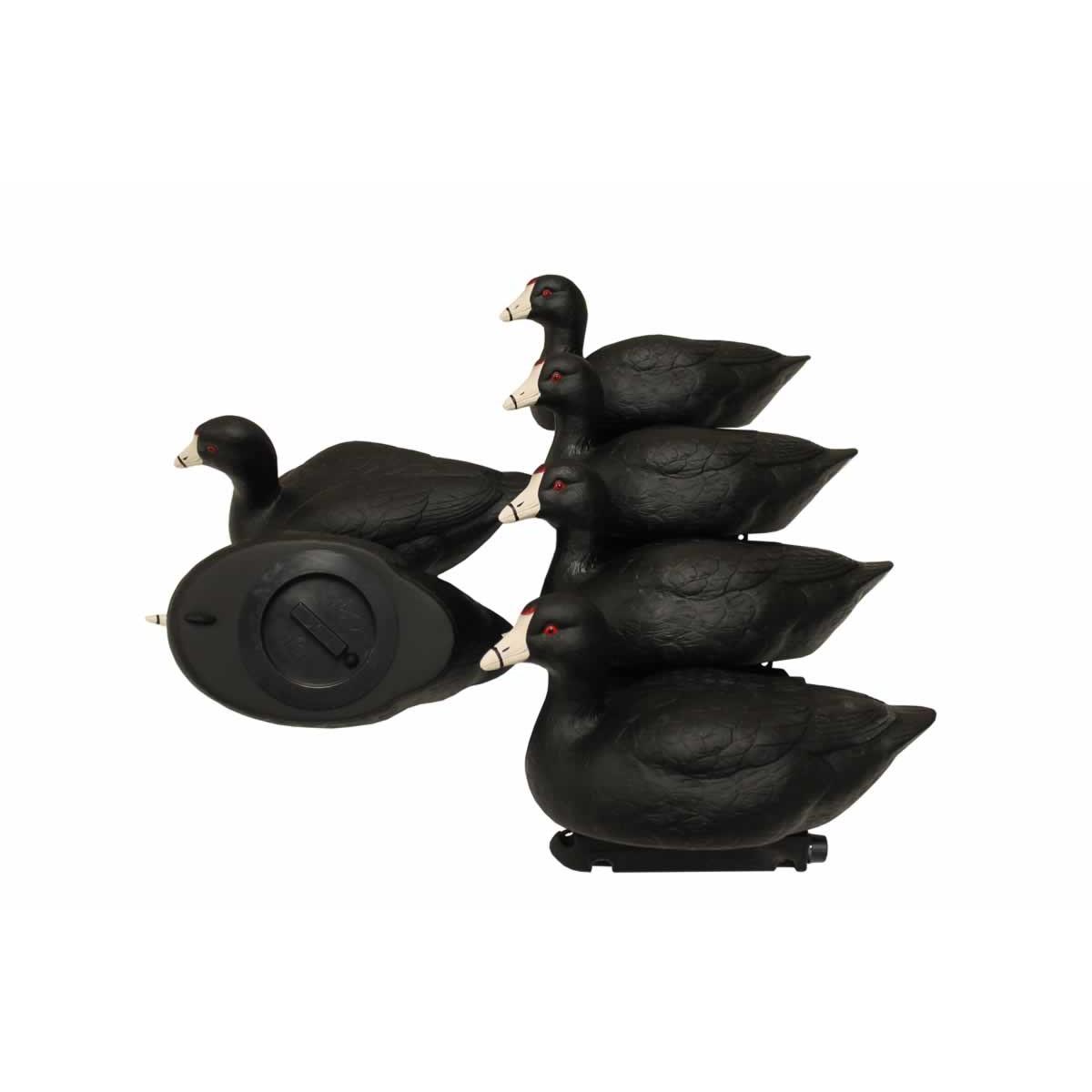Mojo Coot Confidence Decoy 6 Pack