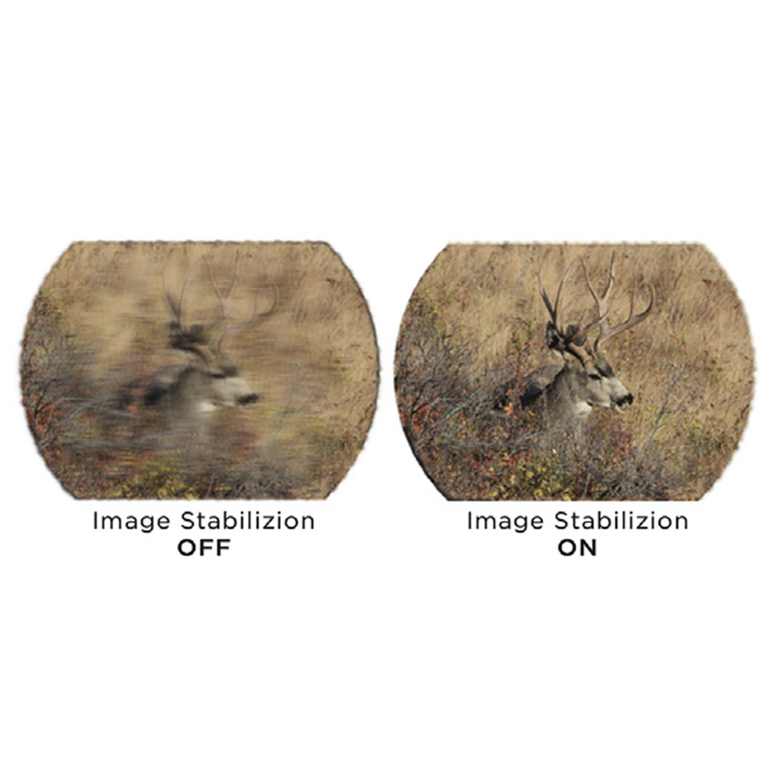 Sig Zulu 6 Hdx Pro 12X42 Binoculars - Flat Dark Earth - Image 3