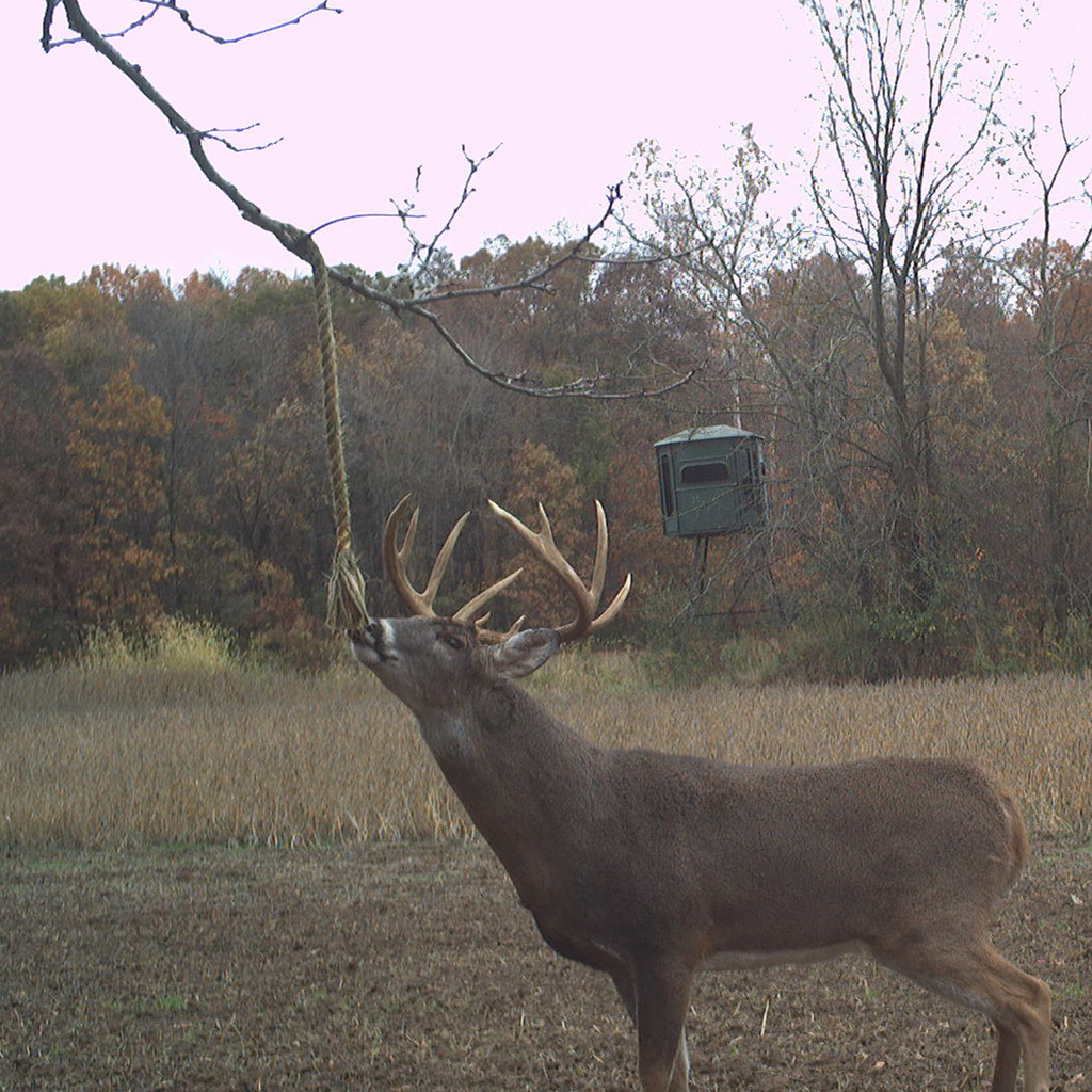 Wildlife Research Golden Rope Scent Concentrate 4OZ - Image 2