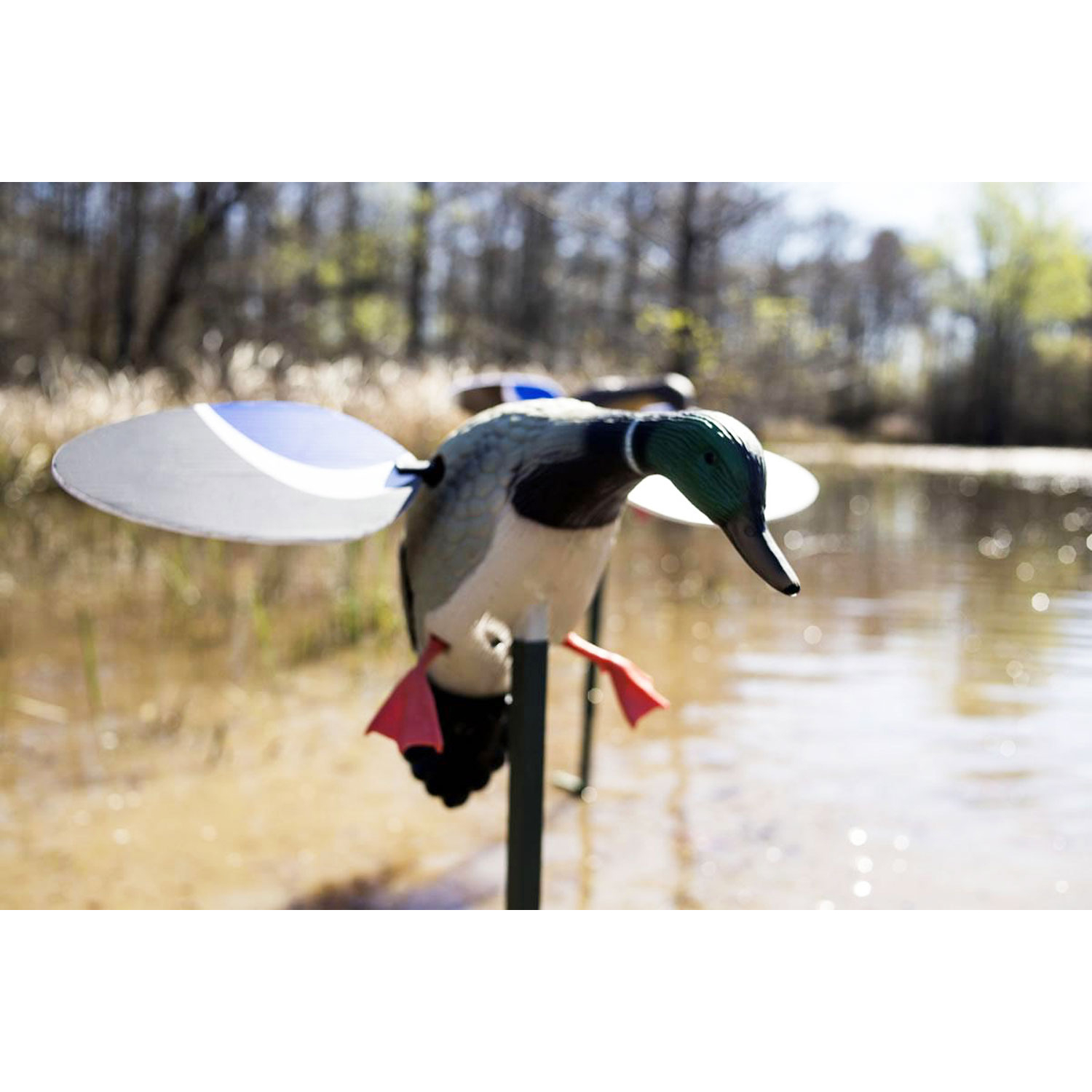 Mojo Baby Drake Mallard Decoy - Image 2